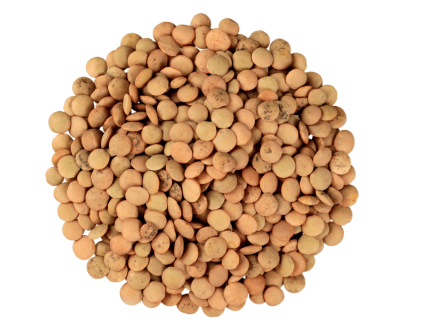 Green lentil